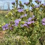 Chromolaena hirsuta Flor