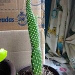 Cylindropuntia fulgida Folha