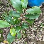 Magnolia figo Hoja