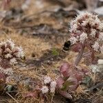 Petasites paradoxus 花