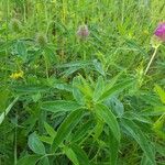 Trifolium alpestre Liść