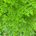 Oenanthe crocata 葉