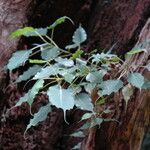 Ficus religiosa Folha