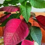 Euphorbia pulcherrima List