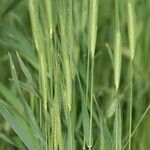 Triticum monococcum 花