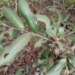 Diospyros mespiliformis葉