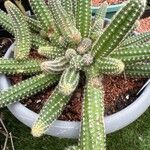 Chamaecereus silvestrii Φύλλο