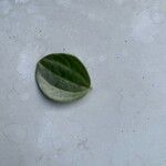 Peperomia quadrangularis Hoja