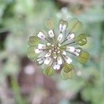 Microthlaspi perfoliatum Cvet