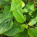 Ageratina adenophora ഇല