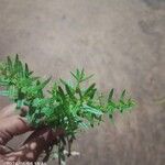 Ammannia baccifera 葉
