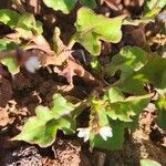 Oxygonum sinuatum Leaf