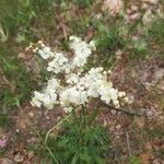 Filipendula vulgarisFlower