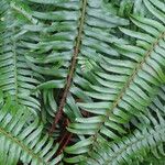 Polystichum munitum Foglia