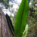 Elaphoglossum macropodium Leaf