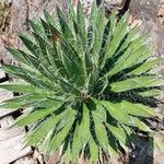 Agave filifera Leaf