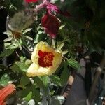 Hibiscus surattensis Fiore
