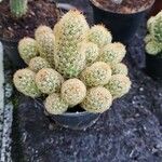 Mammillaria elongata Лист