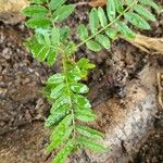 Zanthoxylum rhoifolium Blad