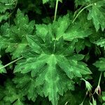 Geranium sylvaticum Feuille