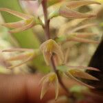 Bulbophyllum nigritianum Flower