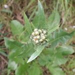 Crepis vesicaria Λουλούδι