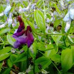 Lathyrus vernus Likasa