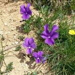 Viola bubanii Blomma