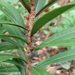 Bocquillonia castaneifolia Rinde