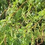 Acacia karroo फल