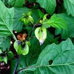 Nicandra physalodes Celota