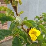 Handroanthus ochraceus Flower