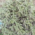 Salvia officinalis List