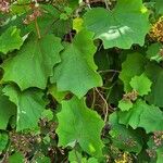 Roldana petasitis Hoja