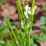 Cardamine hirsuta Vrucht