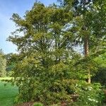 Trochodendron aralioides Συνήθη χαρακτηριστικά