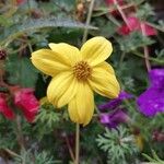 Bidens aurea Flower