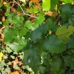 Quercus faginea Φύλλο