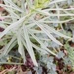 Linaria vulgaris Blatt