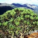 Myodocarpus crassifolius Hábito