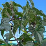 Dioscorea polystachya Hábito