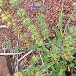 Salvia aegyptiaca Leaf