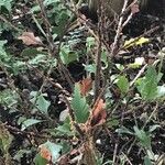 Phyllocladus aspleniifolius Hoja