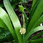 Allium paradoxum Feuille