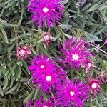 Delosperma cooperi Habit