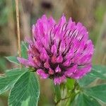 Trifolium mediumFlower