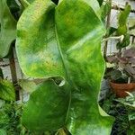 Nepenthes truncata Blatt