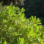 Scaevola taccada आदत