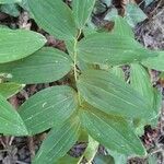 Maianthemum racemosum পাতা