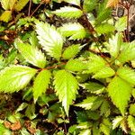 Astilbe japonica Hostoa